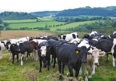 Proposals could have profound effect on Welsh meat industry post Brexit 