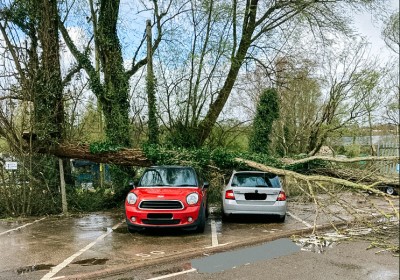 Properties and Trees, All in a Days Work for Property Management 