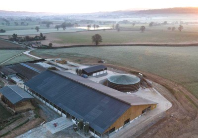 Cows take control at Plymouth Estates 